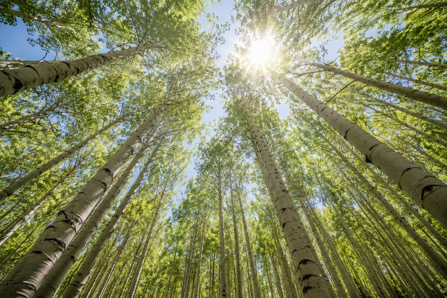 Aspen trees reaching upward toward sunlight breaking through the canopy